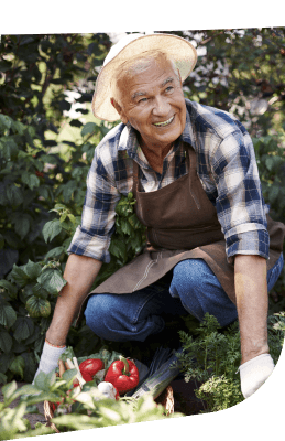 Elderly Man in a Straw Hat Harvesting Fresh Tomatoes in Independent Living Elderly Man in a Straw Hat Harvesting Fresh Tomatoes in Independent Living